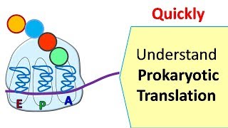 Translation in prokaryotes  Protein synthesis in prokaryotes [upl. by Egoreg]