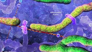 Cell Organelles 5 Mitochondria [upl. by Anma]