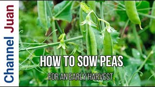 How to Grow Sweet Peas from Seed  Start Dahlias Indoors 2020 [upl. by Akenna]