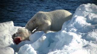 Polar Bear Eats Cub4379 [upl. by Humberto]