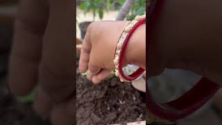 Nematode Ka 💯 ilaj organic gardening [upl. by Ahsienom572]