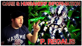 How to keep Poecilotheria regalis quotIndian ornamental tarantulaquot rehouse care and husbandry info [upl. by Gutow]