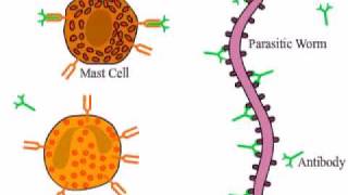 Eosinophil and Mast Cell vs Parasitic worm [upl. by Salahi885]