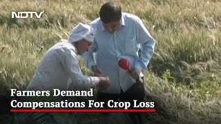 Unseasonal Rainfall Damages Crop UP Farmer Suffers Heavy Loss [upl. by Booker838]