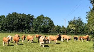 LETTING PARTHENAISE CATTLE OUT TO GRASS AFTER 7 AND A HALF MONTHS INDOORS 14th Of May 2024 🇮🇪 [upl. by Carman]