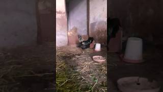 Ladaku murga  Kadknath ka murga  kadaknath crock farm  kadaknath crock farming video  kadaknath [upl. by Anaul]