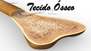 Tecido Ósseo [upl. by Etnomal77]