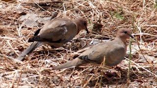 mourning dove bird  fakhta [upl. by Rosabelle]