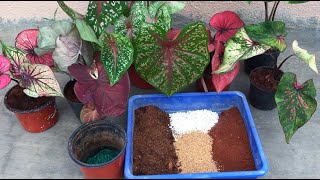 HOW TO POT \ REPOT CALADIUMS  REPOTTING [upl. by Niajneb266]