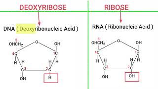 RIBOSE vs DEOXYRIBOSE Sugar [upl. by Doughty]