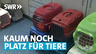 Tierheim am Limit – wenn Haustiere zum Luxus werden  Made in Südwest [upl. by Emmy]