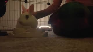 ASMR Con mi Conejo [upl. by Ellenwahs]