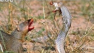 Mongoose vs Cobra Snake fight Videos Compilation 2015 [upl. by Arette]