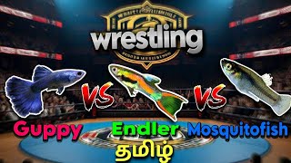 Which one is better 💯 Guppy vs Endler vs Mosquitofish 💥 Tamil [upl. by Thalassa]