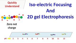 Isoelectric Focusing and 2D gel electrophoresis [upl. by Yesnnyl]