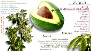 AVOCAT Les propriétés médicinales Fruit de lavocat les graines et les feuilles [upl. by Magna]