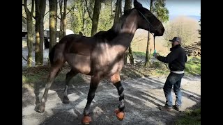 Huge horse panics and runs off What can I do to help [upl. by Leirum]