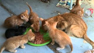 Phoebe and Kittens eating raw deerelk meat with egg yolk  part 2 [upl. by Rockwood]