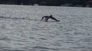 Adirondack Loon Takeoff from Water with Slow Motion [upl. by Lydnek]