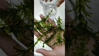 HOW DO YOU KEEP A HYDRILLA PLANT ALIVE [upl. by Isaac]