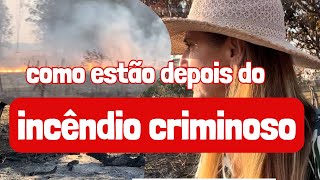 Como estão os animais depois do incêndio incendio fogo roça queimadas fazenda [upl. by Ulani239]