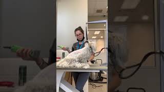 Shaving A Matted Dog is the Safest Groom [upl. by Epotimet]