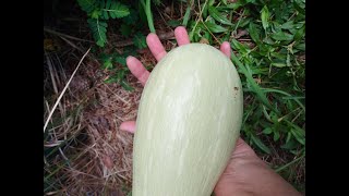 Zucchino Rampicante Squash [upl. by Obbard51]