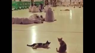 Kucing Ini Membangunkan Orang Tertidur di Masjid [upl. by Zosema632]