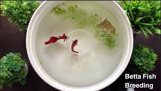 Betta Fish Breeding Procedure  Fighter Fish [upl. by Laundes]