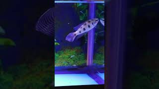 Dicrossus maculatus Checker Board Cichlid shorts [upl. by Garner]