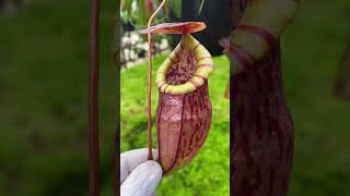 Item Short BE 3971  N eustachya x tenuis carnivorousplant nepenthes nepentheshybrid [upl. by Anaidni]