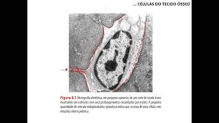 Tecido ósseo  parte 1 [upl. by Jocko972]