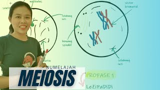 MEIOSIS [upl. by Addam174]