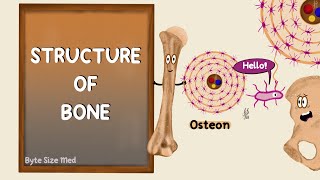 Structure of Bone  Lamellar Bone  Compact and Cancellous Bone  Bone Histology [upl. by Marji]