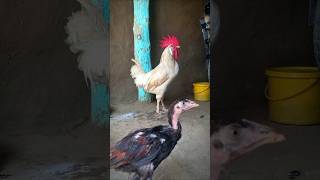 Rooster Crowing 🐓📢🤩 S02E08 shorts [upl. by Eirret]