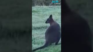 Wallaby spotted in south west England [upl. by Jerrold222]