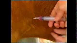 How to give a subcutaneous injection to a goat [upl. by Jarib]