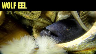 Wolf Eel 3  Salish Sea Marine Wildlife [upl. by Becht]