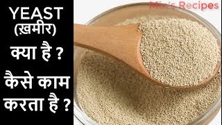 यीस्ट ख़मीर कैसे काम करता है What is yeast How Yeast Works Types of Yeast [upl. by Fons]