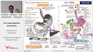 ANEMIA MEGALOBLÁSTICA  HEMATOLOGÍA  VILLAMEDIC [upl. by Leahcin]