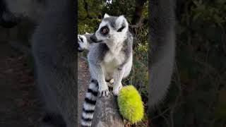 Lunchtime With Lemurs ❤️ lemurs ringtaillemur wmsp wildlife safaripark [upl. by Anaeerb]