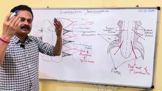 LIGAMENTUM DENTICULATUM [upl. by Mindi252]