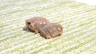 Friendly Rain frogs [upl. by Ycnalc]