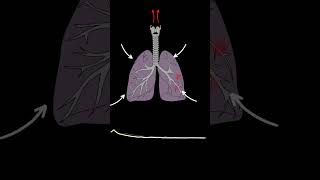 Lung Sounds Quiz  Normal and Abnormal lung sounds types respiratory [upl. by Odlopoel]