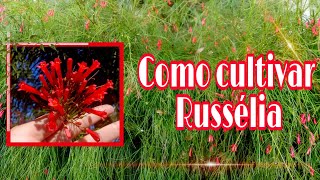 Russelia  Como cultivar e fazer a manutenção [upl. by Laeira427]