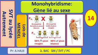 Lois statistiques Monohybridisme avec gène lié au sexe [upl. by Mimajneb931]