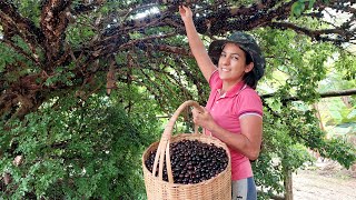 15kg de Jabuticaba e um Licor incrível para o natal [upl. by Aeresed833]