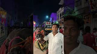 Yadav sardar festivals of hyd  sunday kuruma  golla  jai mallanna swamy  Jai golla🤍🐂🚩🔥 [upl. by Valery]