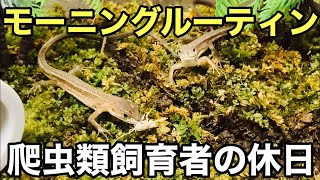 爬虫類飼育者の休日のモーニングルーティン【爬虫類】カナヘビ ニホントカゲ [upl. by Bohi]