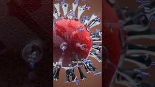 How vaccines work facts ytshorts health [upl. by Hollinger110]